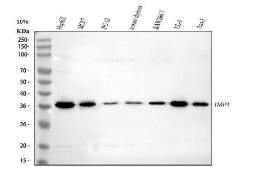 Anti-IMP4 Antibody Picoband® Boster Bio
