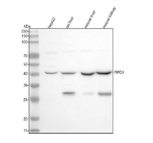 Anti-PIPOX Antibody Picoband® Boster Bio