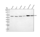 Anti-RARS2 Antibody Picoband® Boster Bio
