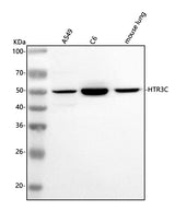 Anti-HTR3C Antibody Picoband® Boster Bio
