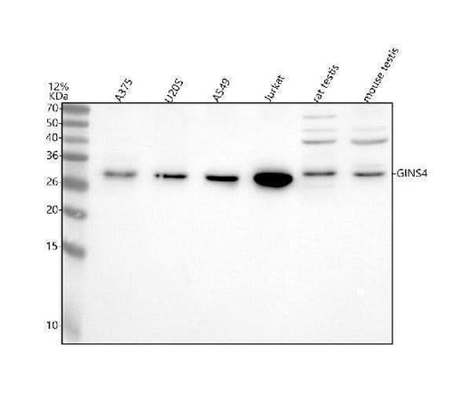 Anti-SLD5/GINS4 Antibody Picoband® Boster Bio