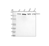 Anti-POLR1A Antibody Picoband® Boster Bio