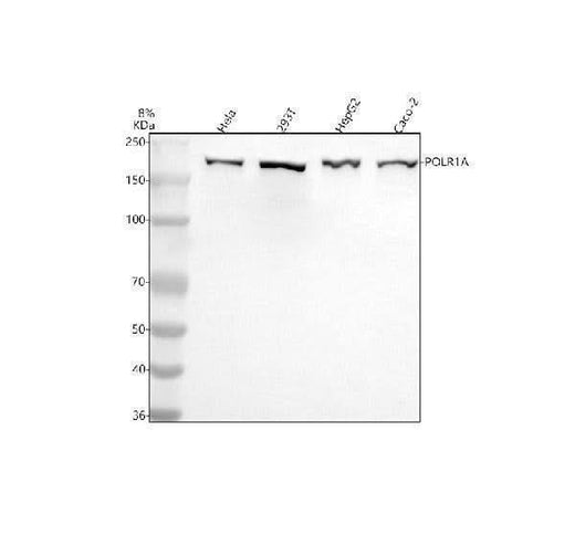 Anti-POLR1A Antibody Picoband® Boster Bio