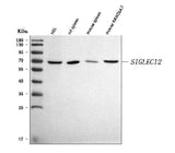 Anti-SIGLEC12 Antibody Picoband® Boster Bio