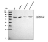 Anti-SIGLEC12 Antibody Picoband® Boster Bio
