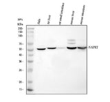 Anti-NAPRT Antibody Picoband® Boster Bio