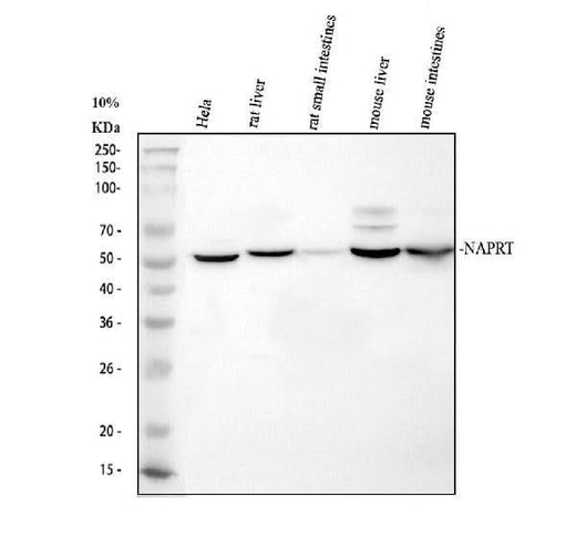 Anti-NAPRT Antibody Picoband® Boster Bio