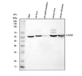 Anti-NAPRT Antibody Picoband® Boster Bio