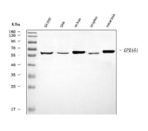 Anti-GPR161 Antibody Picoband® Boster Bio