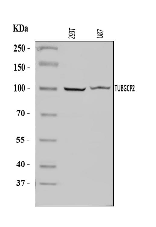 Anti-TUBGCP2 Antibody Picoband® Boster Bio