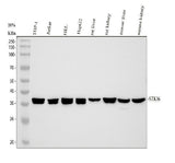 Anti-STK16 Antibody Picoband® Boster Bio