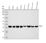 Anti-STK16 Antibody Picoband® Boster Bio