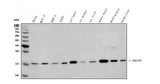 Anti-NDUFB5 Antibody Picoband® Boster Bio