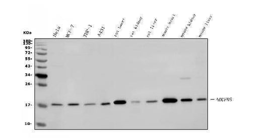Anti-NDUFB5 Antibody Picoband® Boster Bio