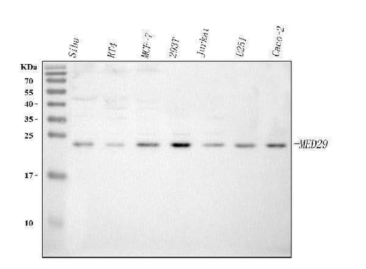 Anti-MED29 Antibody Picoband® Boster Bio