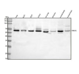 Anti-RNF25 Antibody Picoband® Boster Bio