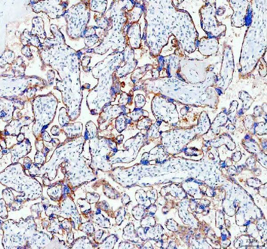 Anti-SIGLEC6 Antibody Picoband® Boster Bio