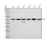 Anti-FARSA Antibody Picoband® Boster Bio