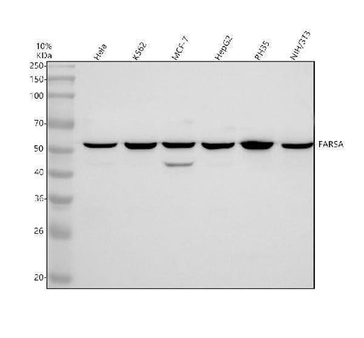 Anti-FARSA Antibody Picoband® Boster Bio