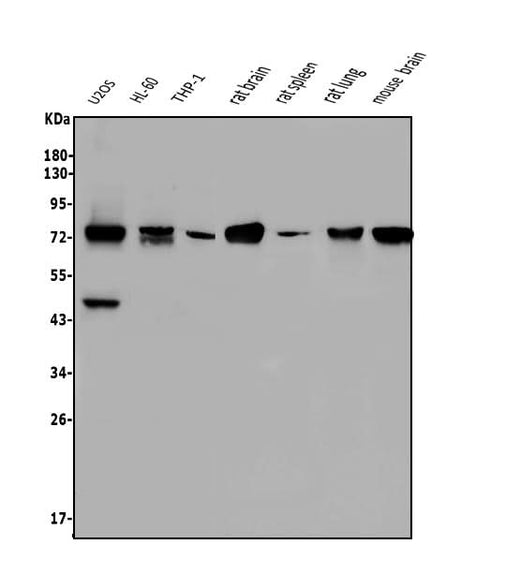 Anti-NOVA2 Antibody Picoband® Boster Bio
