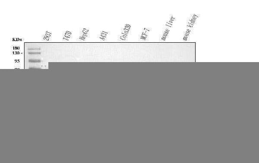 Anti-NUBPL Antibody Picoband® Boster Bio