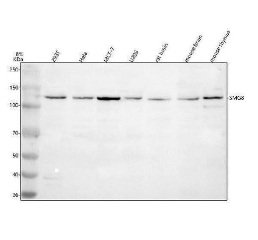 Anti-SMG8 Antibody Picoband® Boster Bio