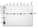 Anti-NT5C Antibody Picoband® Boster Bio