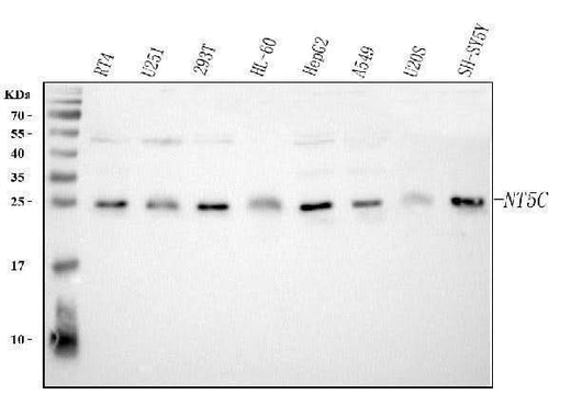 Anti-NT5C Antibody Picoband® Boster Bio