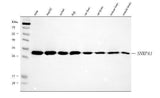 Anti-SNRPA1 Antibody Picoband® Boster Bio