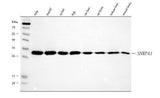 Anti-SNRPA1 Antibody Picoband® Boster Bio