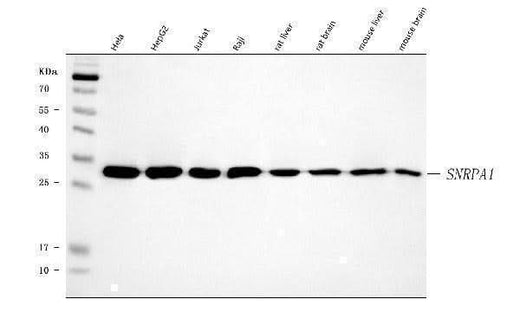 Anti-SNRPA1 Antibody Picoband® Boster Bio