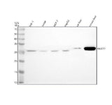 Anti-NUDT7 Antibody Picoband® Boster Bio