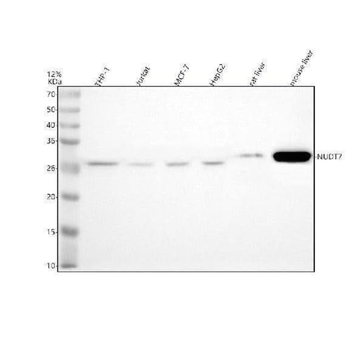 Anti-NUDT7 Antibody Picoband® Boster Bio