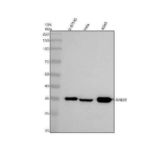 Anti-RAB26 Antibody Picoband® Boster Bio