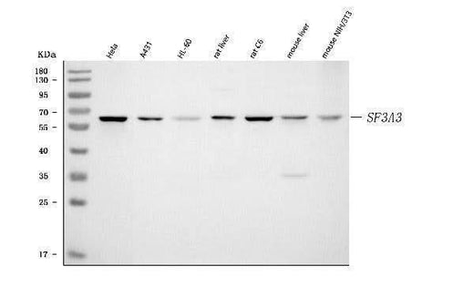 Anti-SF3A3 Antibody Picoband® Boster Bio