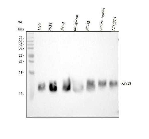 Anti-RPS28 Antibody Picoband® Boster Bio