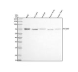 Anti-POU6F2 Antibody Picoband® Boster Bio