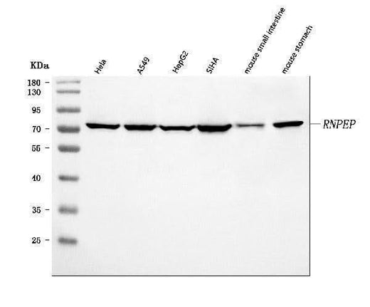 Anti-AP-B/RNPEP Antibody Picoband® Boster Bio