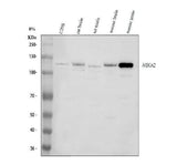Anti-MDGA2 Antibody Picoband® Boster Bio