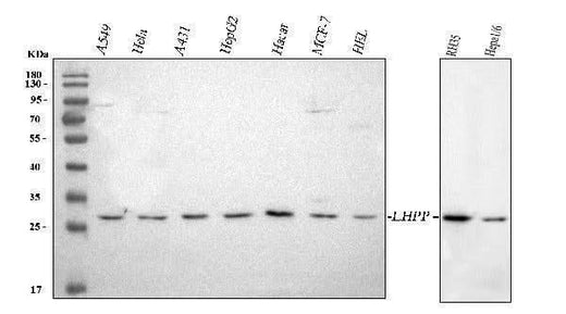 Anti-LHPP Antibody Picoband® Boster Bio