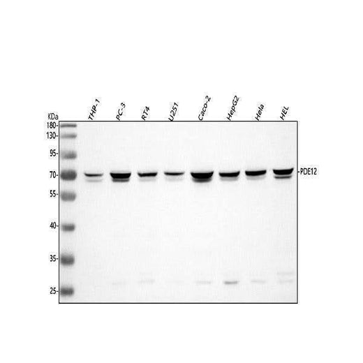 Anti-PDE12 Antibody Picoband® Boster Bio