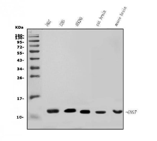 Anti-GNG7 Antibody Picoband® Boster Bio