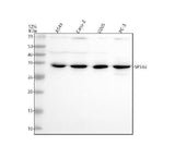 Anti-SPSB2 Antibody Picoband® Boster Bio