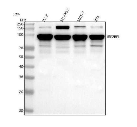 Anti-IRF2BPL Antibody Picoband® Boster Bio