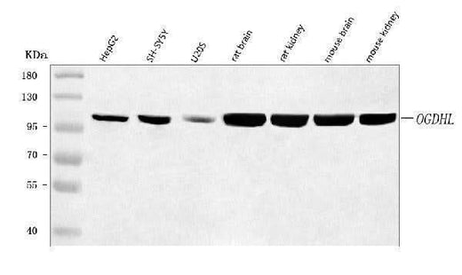 Anti-OGDHL Antibody Picoband® Boster Bio