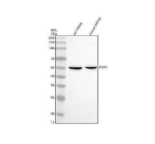 Anti-PWP1 Antibody Picoband® Boster Bio