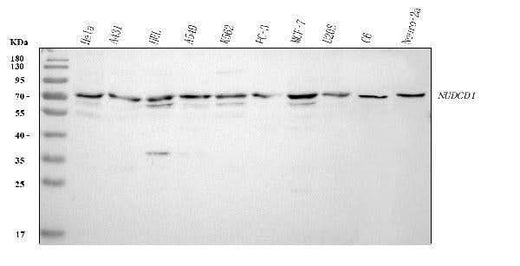 Anti-NUDCD1 Antibody Picoband® Boster Bio