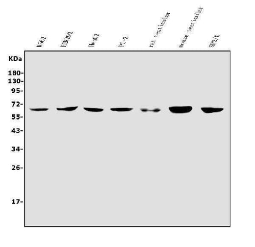 Anti-RIOK1/RIO1 Antibody Picoband® Boster Bio