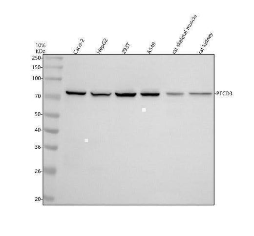 Anti-PTCD3 Antibody Picoband® Boster Bio