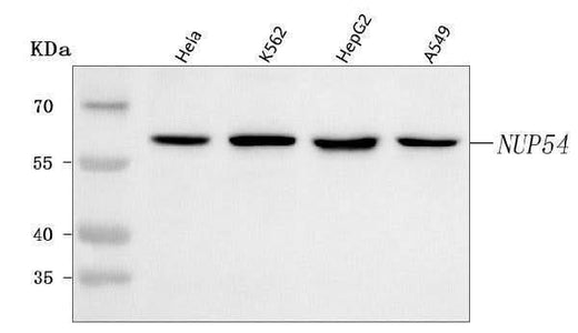 Anti-NUP54 Antibody Picoband® Boster Bio